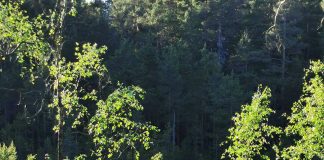 Äventyr i Trehörningsskogen Trehörningsskogens naturreservat