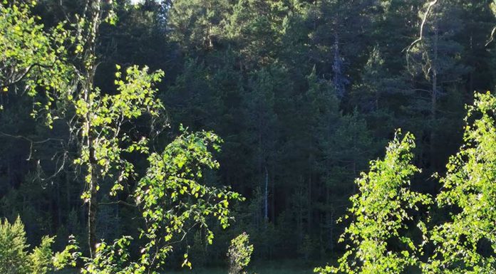 Äventyr i Trehörningsskogen Trehörningsskogens naturreservat